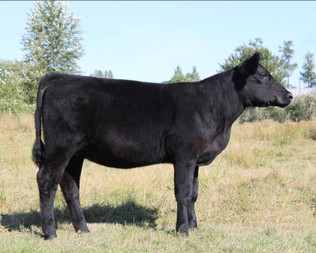 Heifer Cow
