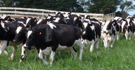 Dairy-cattle-Boer-Goats-Holstein-heifers-Cows-Sheep