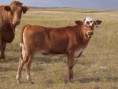 Cattle Beef Bulls