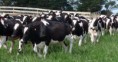 Dairy-cattle-Boer-Goats-Holstein-heifers-Cows-Sheep